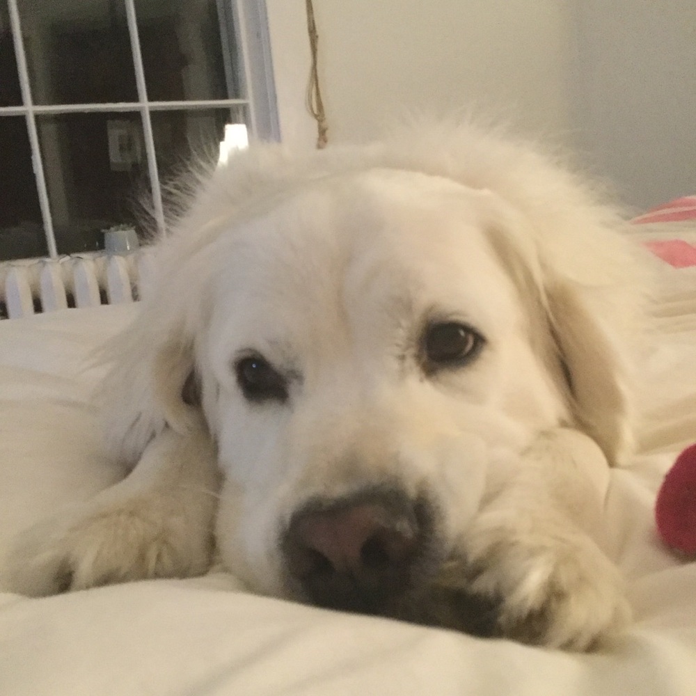 Meet your Posher, Addie